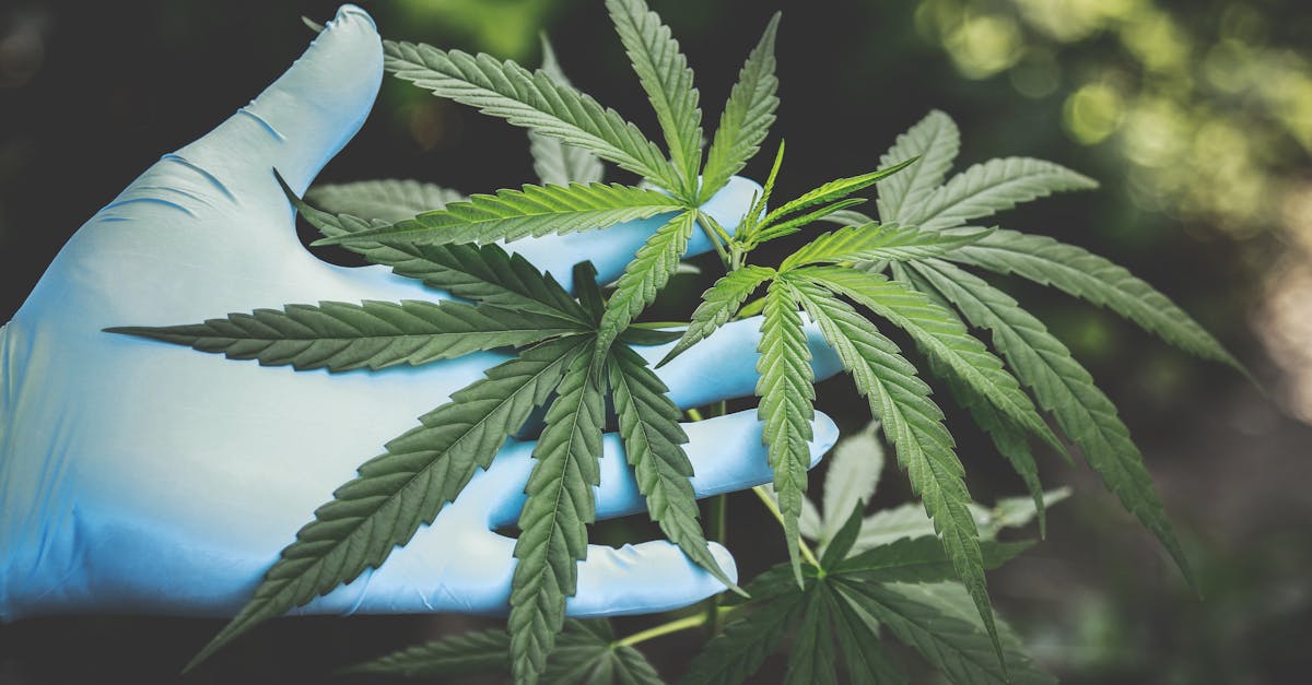découvrez les bienfaits de la médecine à base de plantes. apprenez comment les remèdes naturels peuvent améliorer votre santé et votre bien-être au quotidien.