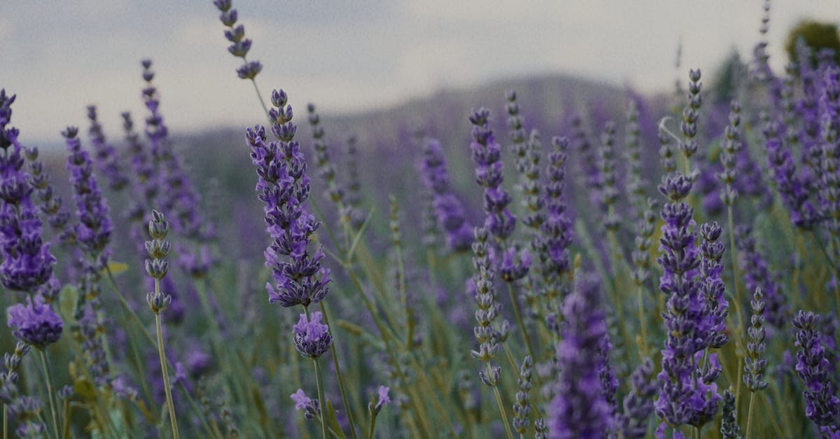 découvrez les plantes médicinales et leurs bienfaits pour la santé. apprenez à les utiliser pour soigner naturellement divers maux et améliorer votre bien-être au quotidien.
