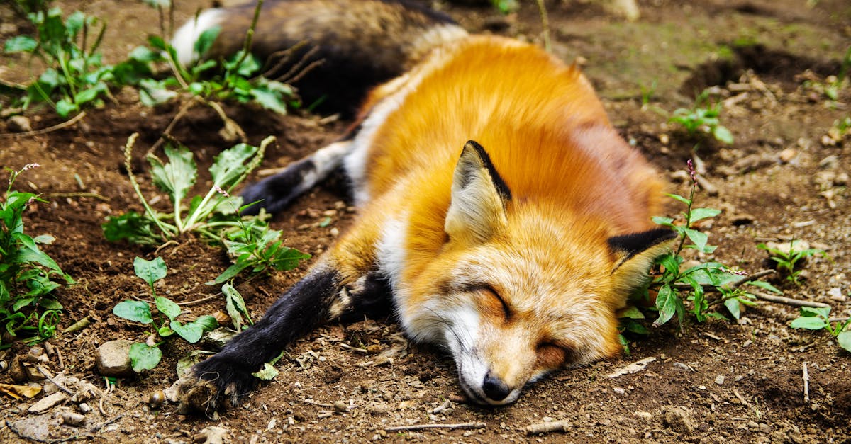 découvrez des remèdes naturels pour améliorer votre sommeil. explorez des solutions comme les plantes, les tisanes et les routines de relaxation qui favorisent un endormissement rapide et un sommeil réparateur.