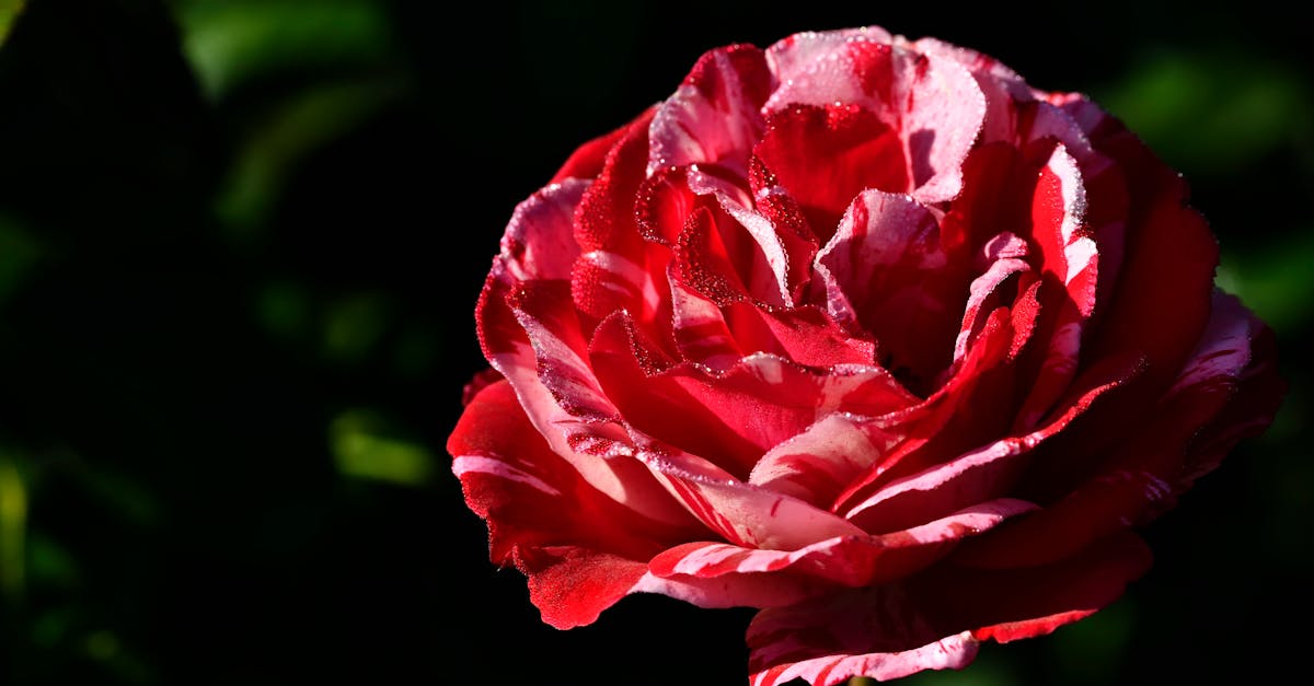 découvrez tout ce que vous devez savoir sur la rosacée : causes, symptômes et traitements. apprenez à gérer cette affection cutanée pour retrouver une peau saine et apaisée.