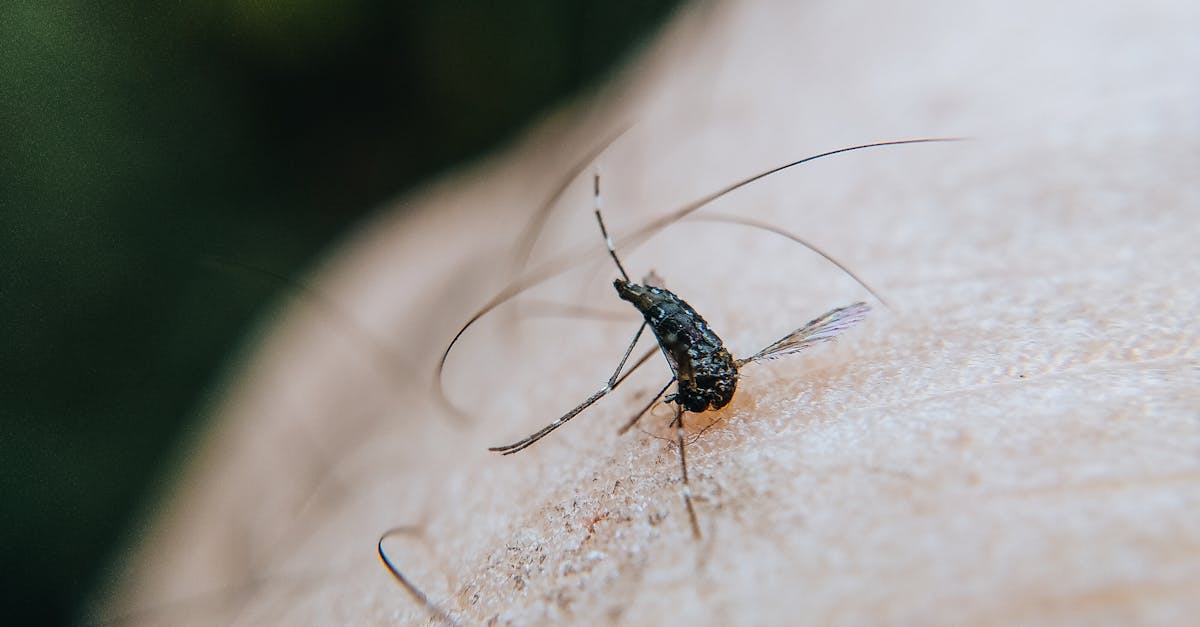 découvrez tout ce qu'il faut savoir sur le virus zika, ses symptômes, modes de transmission et conseils de prévention. informez-vous sur les impacts sanitaires et les recommandations des experts pour protéger votre santé et celle de votre entourage.