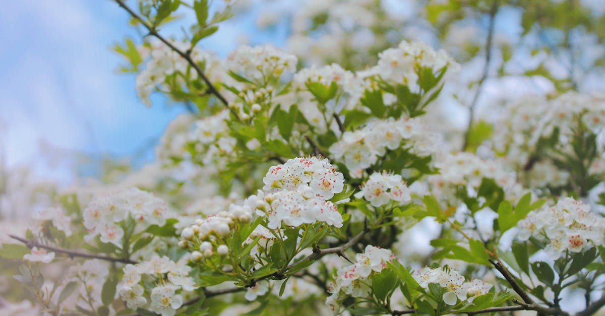 découvrez nos conseils essentiels pour traverser la saison des allergies avec sérénité. apprenez à identifier les déclencheurs, à adopter des solutions naturelles et à améliorer votre confort au quotidien.