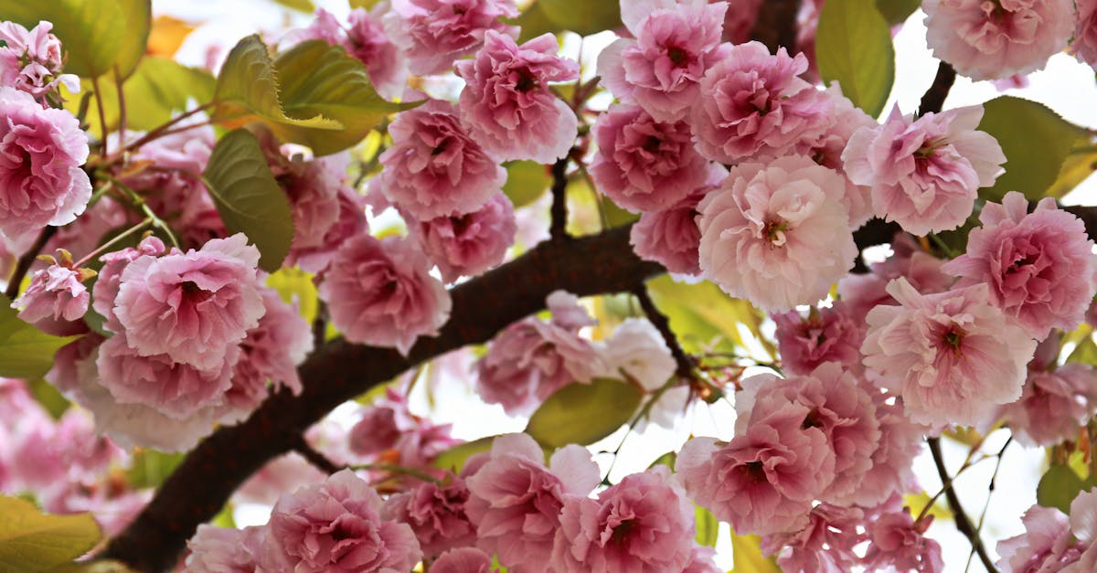découvrez tout ce que vous devez savoir sur la saison des allergies : symptÎmes, conseils pour les soulager et stratégies pour mieux vivre cette période difficile. protégez votre santé et profitez pleinement des beaux jours malgré les allergies.
