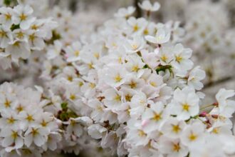découvrez les astuces pour bien vivre la saison des allergies : informations sur les allergies courantes, conseils pour réduire les symptômes et recommandations pour un environnement sain.