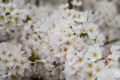 découvrez les astuces pour bien vivre la saison des allergies : informations sur les allergies courantes, conseils pour réduire les symptômes et recommandations pour un environnement sain.