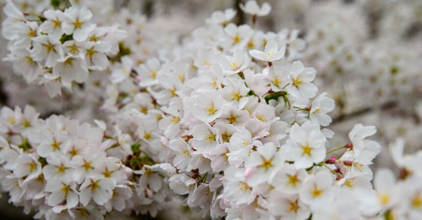 découvrez les astuces pour bien vivre la saison des allergies : informations sur les allergies courantes, conseils pour réduire les symptômes et recommandations pour un environnement sain.