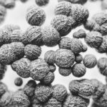découvrez tout sur les anticorps : leur rôle essentiel dans le système immunitaire, leur production, et leur utilisation en médecine pour combattre les infections et les maladies auto-immunes.