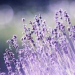 découvrez les bienfaits de l'aromathérapie pour votre bien-être quotidien. apprenez à utiliser les huiles essentielles pour apaiser votre esprit, revitaliser votre corps et améliorer votre santé physique et mentale.