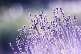 découvrez les bienfaits de l'aromathérapie pour votre bien-être quotidien. apprenez à utiliser les huiles essentielles pour apaiser votre esprit, revitaliser votre corps et améliorer votre santé physique et mentale.