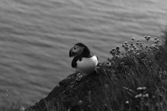 découvrez les principaux symptômes de la grippe aviaire, une maladie virale qui affecte les oiseaux et peut avoir des répercussions sur la santé humaine. informez-vous sur les signes à surveiller pour protéger votre santé et celle de vos animaux.