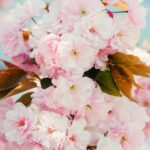 découvrez les fleurs de bach, un remède naturel pour retrouver l'harmonie émotionnelle et le bien-être. apprenez comment ces élixirs floraux peuvent vous aider à surmonter le stress, l'anxiété et favoriser un équilibre intérieur.
