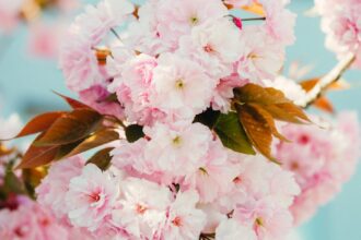 découvrez les fleurs de bach, un remède naturel pour retrouver l'harmonie émotionnelle et le bien-être. apprenez comment ces élixirs floraux peuvent vous aider à surmonter le stress, l'anxiété et favoriser un équilibre intérieur.