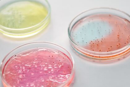 découvrez le monde fascinant des bactéries : ces micro-organismes essentiels à la vie sur terre, leur rôle dans l'écosystème, leur utilisation en biotechnologie et leur impact sur la santé humaine.