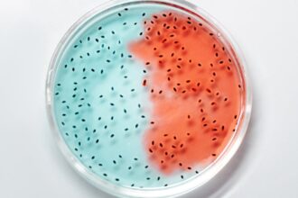 découvrez l'univers fascinant des bactéries, ces micro-organismes essentiels à la vie sur terre. apprenez leur rôle dans l'écosystème, leur impact sur la santé humaine et leur utilisation dans l'industrie biotechnologique.