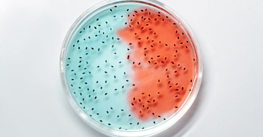 découvrez l'univers fascinant des bactéries, ces micro-organismes essentiels à la vie sur terre. apprenez leur rôle dans l'écosystème, leur impact sur la santé humaine et leur utilisation dans l'industrie biotechnologique.
