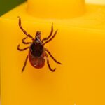 découvrez l'importance des bactéries bénéfiques pour votre santé. apprenez comment ces microorganismes essentiels influencent votre digestion, renforcent votre système immunitaire et améliorent votre bien-être général.