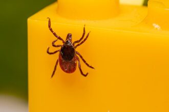 découvrez l'importance des bactéries bénéfiques pour votre santé. apprenez comment ces microorganismes essentiels influencent votre digestion, renforcent votre système immunitaire et améliorent votre bien-être général.