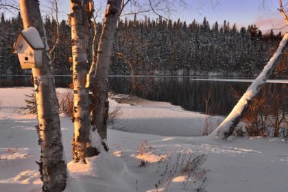 découvrez les bienfaits de la sève de bouleau, une boisson naturelle riche en nutriments, parfaite pour détoxifier votre organisme et revitaliser votre santé. plongez dans le monde de cette sève délicieuse et apprenez comment l'intégrer dans votre quotidien.