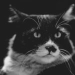 découvrez tout sur la passion contagieuse des félins avec 'cat fever'. plongez dans un univers fascinant où l'amour des chats prend vie à travers des histoires captivantes, des conseils d'élevage, et les dernières tendances en matière de soins et d'adoption. rejoignez notre communauté de fervents amoureux des chats et partagez votre passion !