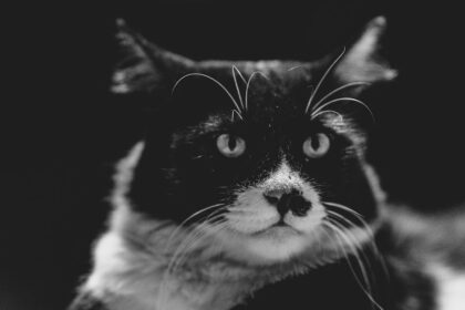 découvrez tout sur la passion contagieuse des félins avec 'cat fever'. plongez dans un univers fascinant où l'amour des chats prend vie à travers des histoires captivantes, des conseils d'élevage, et les dernières tendances en matière de soins et d'adoption. rejoignez notre communauté de fervents amoureux des chats et partagez votre passion !