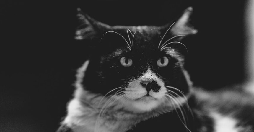 découvrez tout sur la passion contagieuse des félins avec 'cat fever'. plongez dans un univers fascinant où l'amour des chats prend vie à travers des histoires captivantes, des conseils d'élevage, et les dernières tendances en matière de soins et d'adoption. rejoignez notre communauté de fervents amoureux des chats et partagez votre passion !