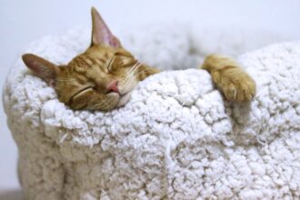 découvrez le secret fascinant du sommeil des chats ! apprenez pourquoi ces félins passent tant de temps à dormir, leurs habitudes de sommeil uniques et comment cela influence leur bien-être. plongez dans l'univers apaisant des siestes de votre compagnon à quatre pattes.