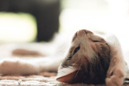 découvrez le monde fascinant du sommeil des chats : pourquoi ils dorment si souvent, les différentes positions de sommeil et comment leur sommeil est essentiel pour leur santé et leur bien-être.