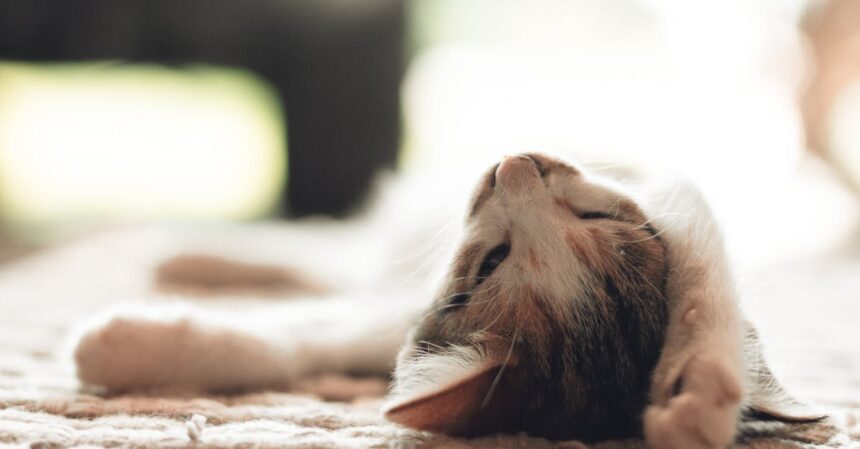 découvrez le monde fascinant du sommeil des chats : pourquoi ils dorment si souvent, les différentes positions de sommeil et comment leur sommeil est essentiel pour leur santé et leur bien-être.
