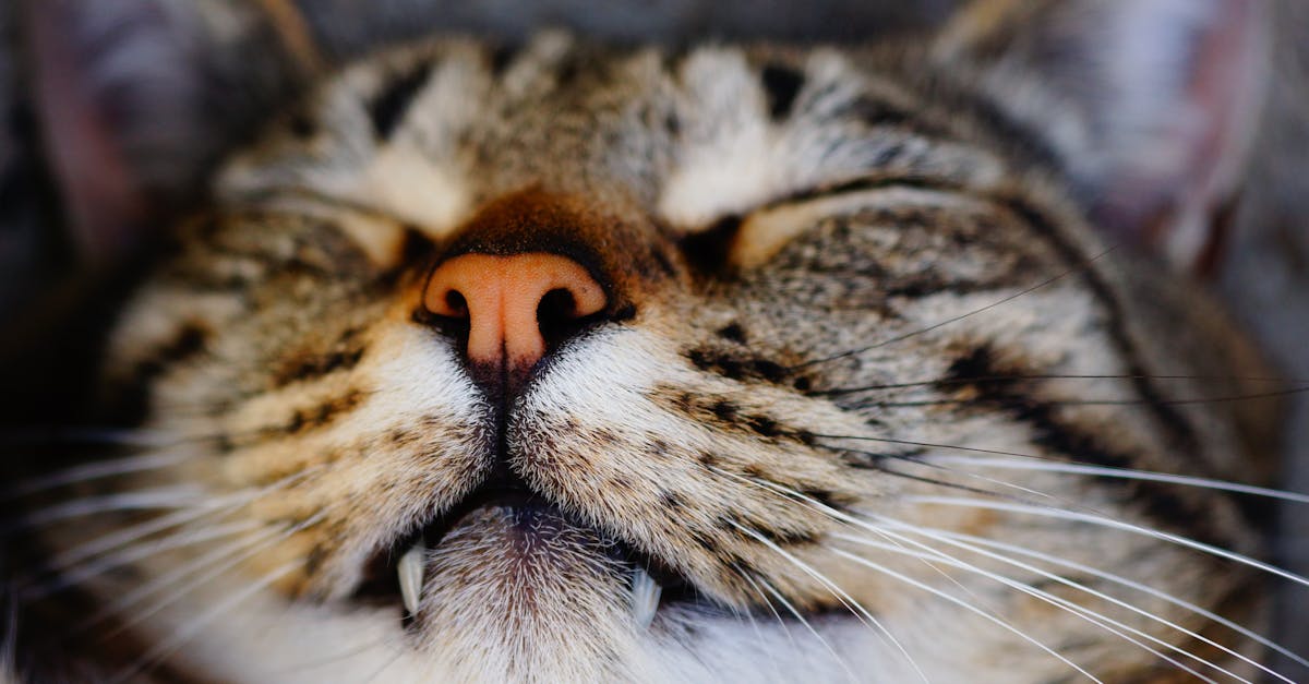 découvrez le monde fascinant du sommeil des chats, ses bienfaits et ses habitudes uniques. apprenez comment le sommeil influence la santé et le bien-être de votre compagnon félin.