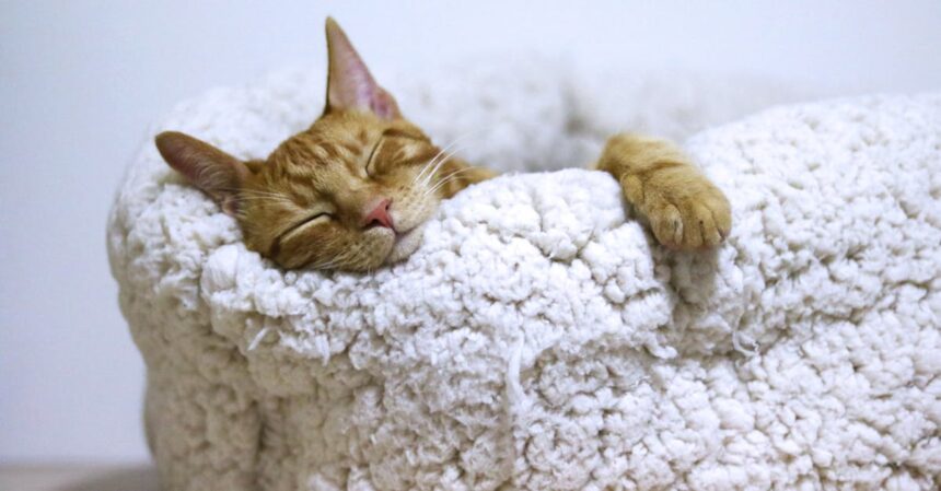 découvrez le secret fascinant du sommeil des chats ! apprenez pourquoi ces félins passent tant de temps à dormir, leurs habitudes de sommeil uniques et comment cela influence leur bien-être. plongez dans l'univers apaisant des siestes de votre compagnon à quatre pattes.