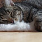 découvrez des conseils et astuces pour améliorer le sommeil de votre chat. apprenez comment créer un environnement apaisant et adopter des habitudes qui favorisent un sommeil réparateur pour votre compagnon félin.