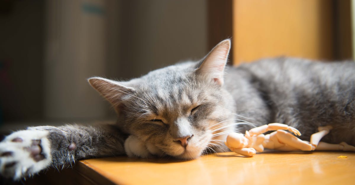 découvrez des conseils efficaces pour améliorer le sommeil de votre chat. apprenez à créer un environnement propice au repos et à adopter des habitudes qui favoriseront des nuits paisibles pour votre compagnon félin.