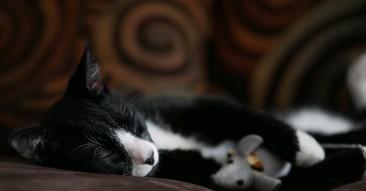découvrez les meilleures stratégies pour améliorer le sommeil de votre chat. apprenez des astuces pratiques et des conseils d'experts pour assurer des nuits paisibles et réparatrices à votre compagnon félin.