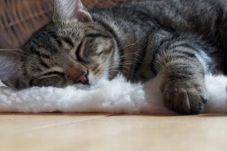 découvrez des conseils et astuces pour améliorer le sommeil de votre chat. apprenez comment créer un environnement apaisant et adopter des habitudes qui favorisent un sommeil réparateur pour votre compagnon félin.