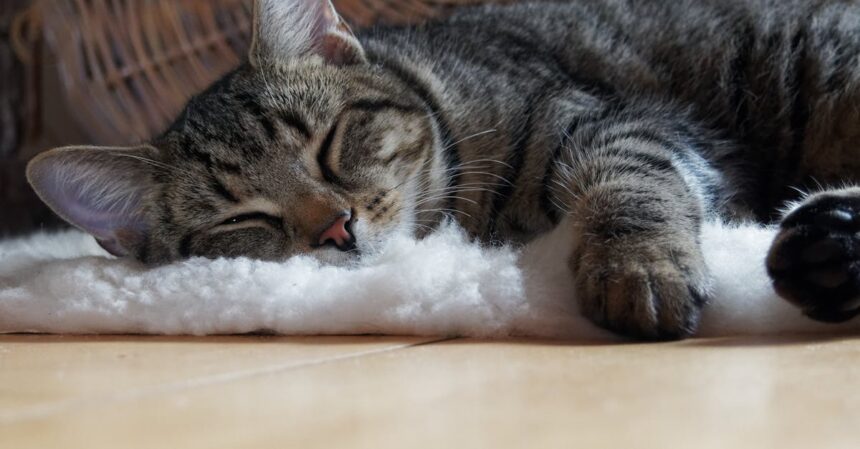 découvrez des conseils et astuces pour améliorer le sommeil de votre chat. apprenez comment créer un environnement apaisant et adopter des habitudes qui favorisent un sommeil réparateur pour votre compagnon félin.