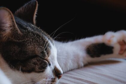 découvrez le monde fascinant du sommeil des chats : leurs habitudes de sieste, les bienfaits du repos pour leur santé et des conseils pour créer un environnement propice au sommeil de votre félin.