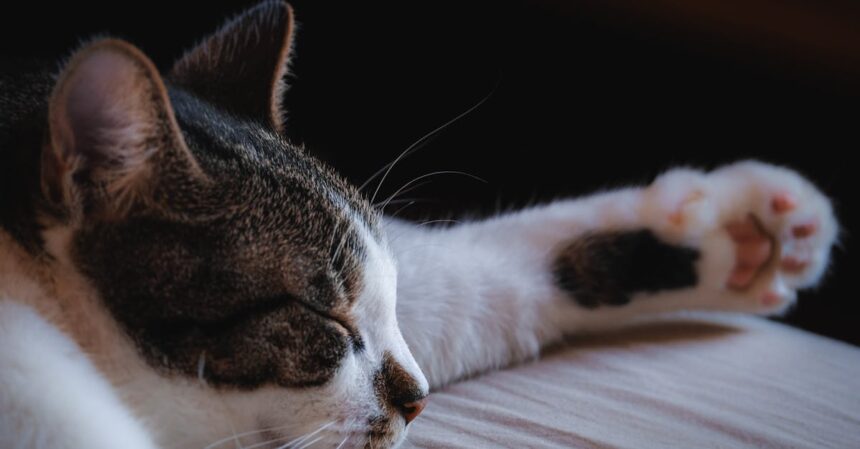 découvrez le monde fascinant du sommeil des chats : leurs habitudes de sieste, les bienfaits du repos pour leur santé et des conseils pour créer un environnement propice au sommeil de votre félin.