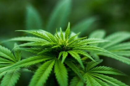 découvrez les bienfaits du cbd : une solution naturelle pour apaiser le stress, soulager la douleur et améliorer votre bien-être au quotidien. explorez nos produits de qualité premium et transformez votre routine santé.