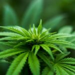 découvrez les bienfaits de l'huile de cbd, un extrait naturel aux propriétés apaisantes et relaxantes. parfaite pour améliorer votre bien-être au quotidien, notre huile de cbd est de haute qualité et facilement intégrable dans votre routine. explorez nos produits et trouvez la solution idéale pour vous.