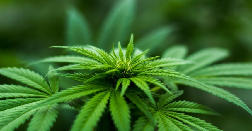 découvrez les bienfaits de l'huile de cbd, un extrait naturel aux propriétés apaisantes et relaxantes. parfaite pour améliorer votre bien-être au quotidien, notre huile de cbd est de haute qualité et facilement intégrable dans votre routine. explorez nos produits et trouvez la solution idéale pour vous.