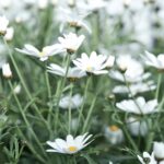 découvrez les bienfaits de la camomille, une plante apaisante aux propriétés relaxantes. utilisée en infusion ou en huile essentielle, elle est idéale pour favoriser le sommeil et réduire le stress. apprenez tout sur ses vertus, ses usages et comment l'intégrer dans votre routine bien-être.