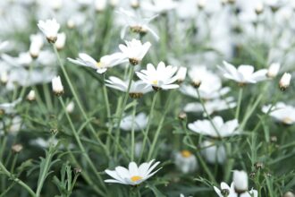 découvrez les bienfaits de la camomille, une plante apaisante aux propriétés relaxantes. utilisée en infusion ou en huile essentielle, elle est idéale pour favoriser le sommeil et réduire le stress. apprenez tout sur ses vertus, ses usages et comment l'intégrer dans votre routine bien-être.