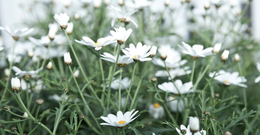 découvrez les bienfaits de la camomille, une plante apaisante aux propriétés relaxantes. utilisée en infusion ou en huile essentielle, elle est idéale pour favoriser le sommeil et réduire le stress. apprenez tout sur ses vertus, ses usages et comment l'intégrer dans votre routine bien-être.