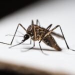 découvrez tout ce qu'il faut savoir sur la dengue : symptômes, prévention, traitements et recommandations pour vous protéger contre cette maladie transmise par les moustiques.