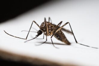 découvrez tout ce qu'il faut savoir sur la dengue : symptômes, prévention, traitements et recommandations pour vous protéger contre cette maladie transmise par les moustiques.