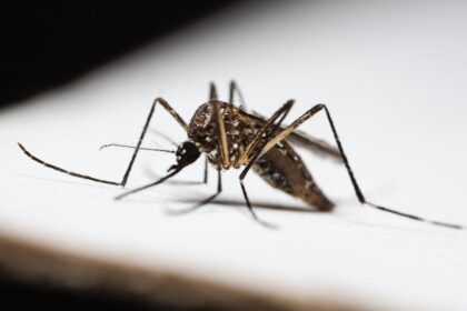 découvrez tout ce qu'il faut savoir sur la dengue : symptômes, prévention, traitements et recommandations pour vous protéger contre cette maladie transmise par les moustiques.