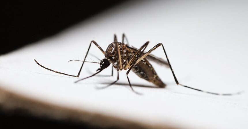 découvrez tout ce qu'il faut savoir sur la dengue : symptômes, prévention, traitements et recommandations pour vous protéger contre cette maladie transmise par les moustiques.