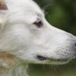 découvrez l'engouement irrésistible pour les chiens avec 'dog fever' ! plongez dans un univers dédié aux amoureux des canidés, où passion, conseils et anecdotes se mêlent pour célébrer ces fidèles compagnons.