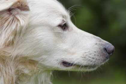découvrez l'engouement irrésistible pour les chiens avec 'dog fever' ! plongez dans un univers dédié aux amoureux des canidés, où passion, conseils et anecdotes se mêlent pour célébrer ces fidèles compagnons.