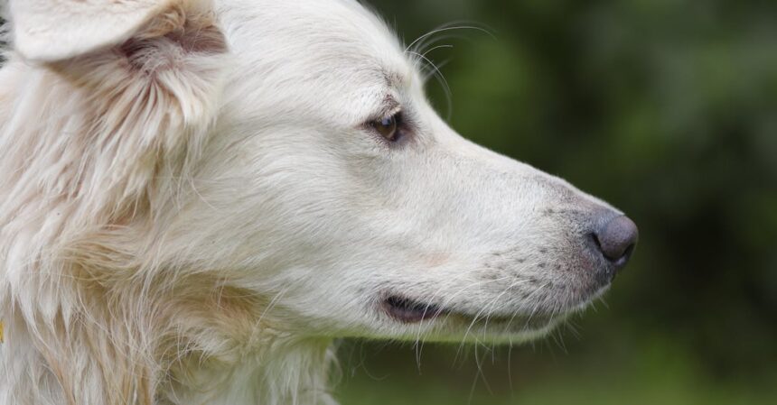 découvrez l'engouement irrésistible pour les chiens avec 'dog fever' ! plongez dans un univers dédié aux amoureux des canidés, où passion, conseils et anecdotes se mêlent pour célébrer ces fidèles compagnons.